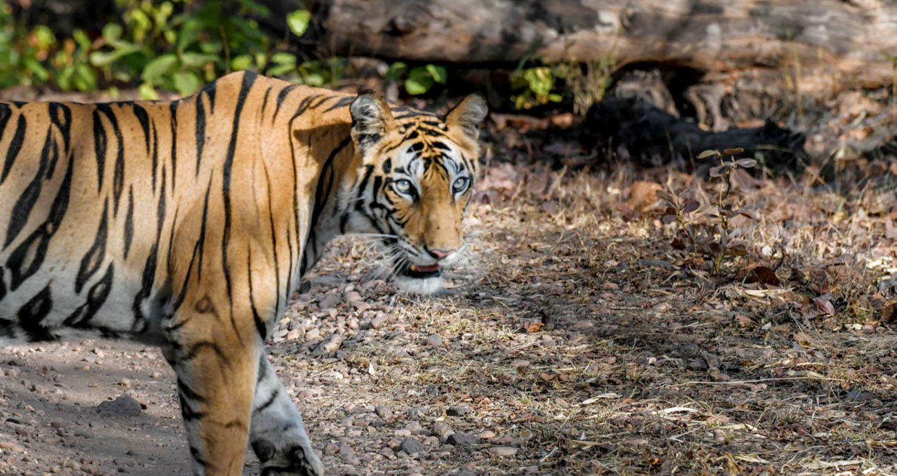 Read more about the article Golden Triangle with Ranthambore Tour 8 Days