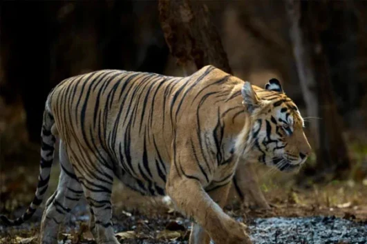 Golden Triangle with Ranthambore 8 Days