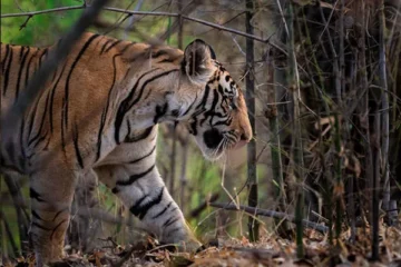 Ranthambore