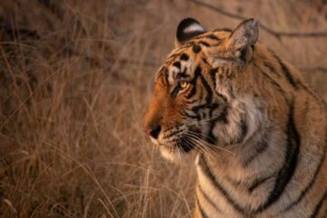 7-days-golden-triangle-india-tour-with-tiger-safari