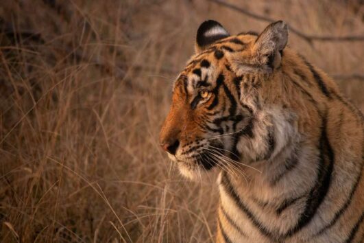 7-days-golden-triangle-india-tour-with-tiger-safari