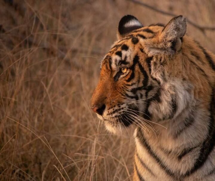 7-days-golden-triangle-india-tour-with-tiger-safari