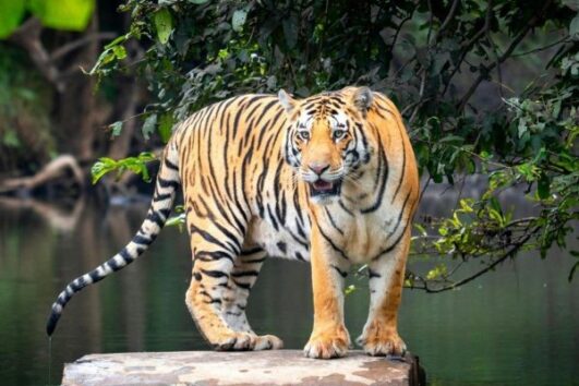 Golden Triangle with Ranthambore – Culture, Heritage & Wildlife Experience