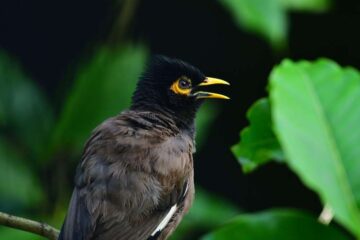 golden-triangle-tour-with-tigers-and-birds