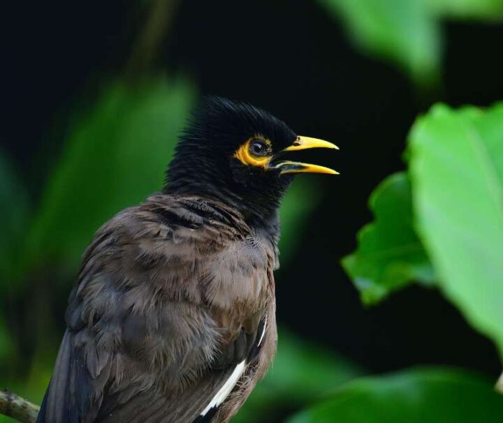 golden-triangle-tour-with-tigers-and-birds