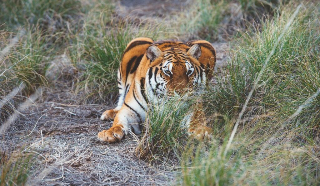 Royal Bengal tiger resting in grass at Ranthambore National Park during safari