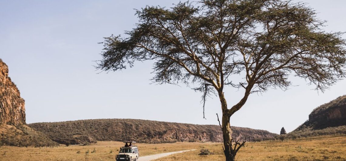 Jeep safari on road inside Ranthambore National Park with scenic landscape and tree view