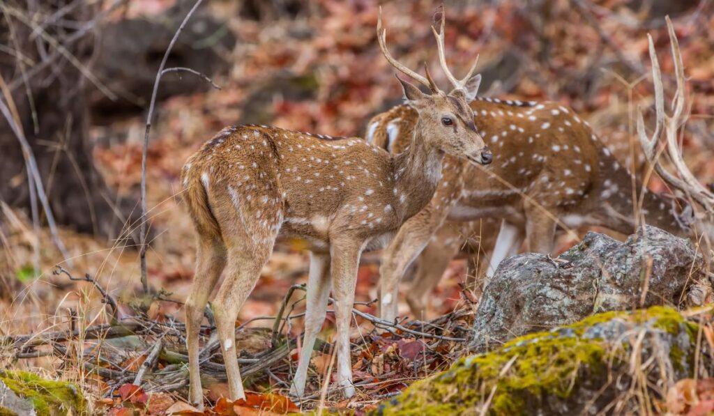Spotted deer in Ranthambore National Park जंगल wildlife scene Rajasthan