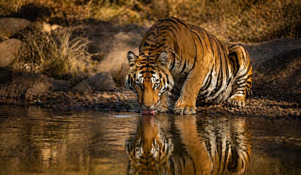 Tiger drinking water during Ranthambore jungle safari experience in Ranthambore National Park