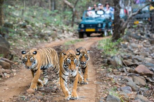 Golden Triangle with Ranthambore | Luxury Heritage & Wildlife Escape