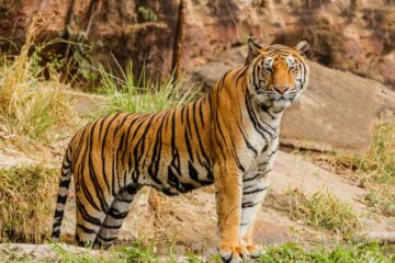 golden-triangle-with-ranthambore-a-luxury-heritage-wildlife-escape