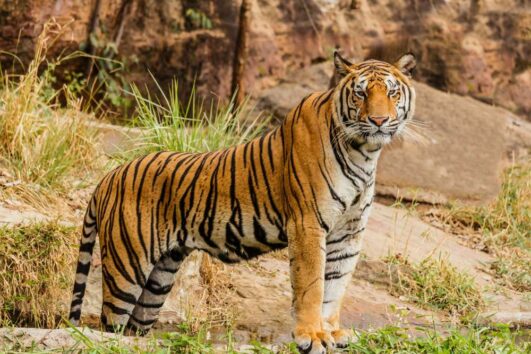 golden-triangle-with-ranthambore-a-luxury-heritage-wildlife-escape