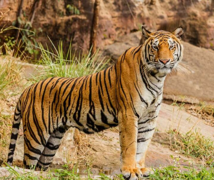 golden-triangle-with-ranthambore-a-luxury-heritage-wildlife-escape
