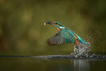 wildlife-expedition-9-days-of-nature-culture-and-adventure