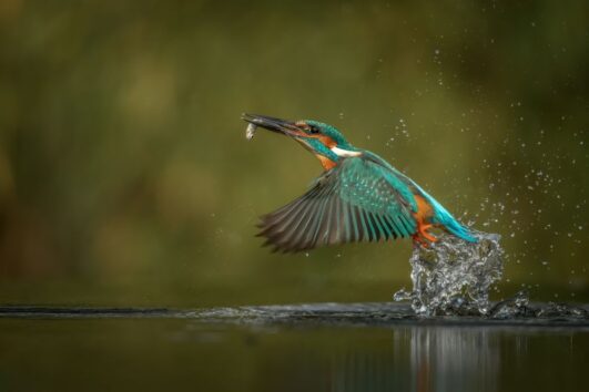 wildlife-expedition-9-days-of-nature-culture-and-adventure
