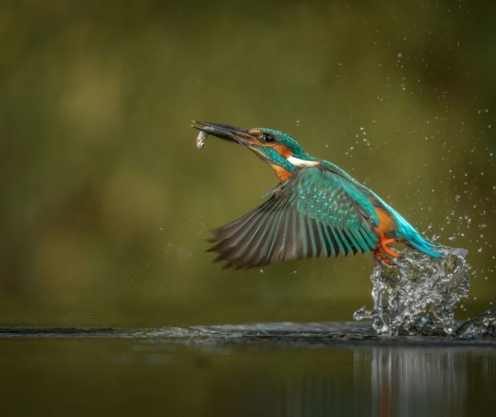 wildlife-expedition-9-days-of-nature-culture-and-adventure